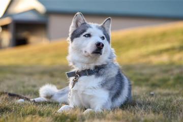 开云体育在线-季后赛抢七之夜，锡安数据全面爆炸，一场重塑历史的个人表演