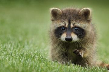 开云体育app-阿克冠军级表现闪耀全场，苏格兰战术精妙轻取冰岛