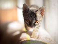 开云体育-跨洋共振，爱德华兹的野兽派美学与浙江队的东方快打旋风