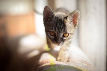 开云体育-跨洋共振，爱德华兹的野兽派美学与浙江队的东方快打旋风