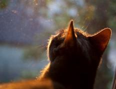 开云体育平台APP-李刚仁首秀闪耀，利物浦火力全开压制芬兰劲旅