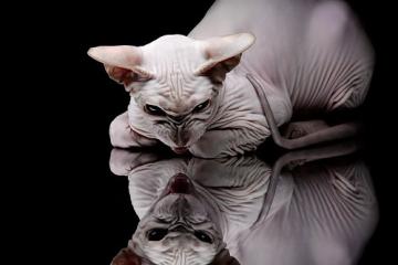 开云体育-跨越疆界的霸业，从深圳新翼到紫金王座