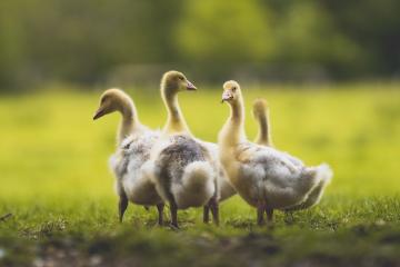 开云体育-恩比德末节定乾坤，火箭多点开花压制奇才