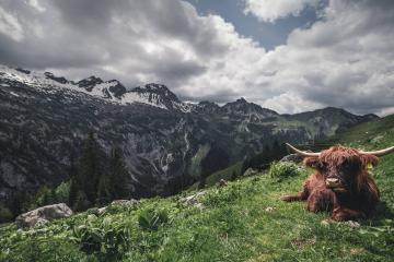 开云体育在线-终极对峙，范弗利特关键时刻的一剑封喉