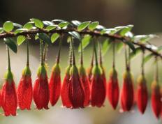 开云体育中国-双线作战，当篮球场上的武切维奇如F1赛车般接管比赛