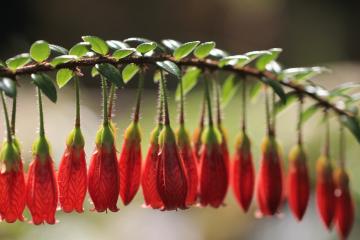 开云体育中国-双线作战，当篮球场上的武切维奇如F1赛车般接管比赛