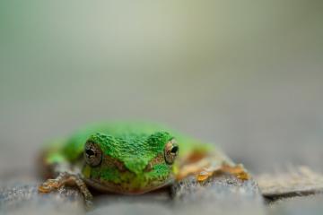 开云体育官方网站-美加之夜，郁金香绝境绽放，德里赫特一球定乾坤