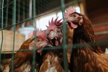 开云平台-奥运周期关键战之夜，迪巴拉里程碑的辉煌篇章