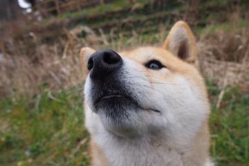 开云平台-鹰击奥兰多，凤凰焚天幕，当进攻成为唯一的解药