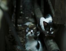 开云体育官方网站-锡安单骑救主！国王淘汰尼克斯晋级下一轮