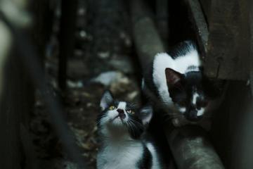 开云体育官方网站-锡安单骑救主！国王淘汰尼克斯晋级下一轮