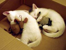 开云官网-太阳击溃北京队！马克西展现压制级表现照亮全场