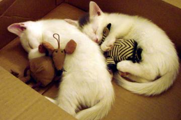 开云官网-太阳击溃北京队！马克西展现压制级表现照亮全场