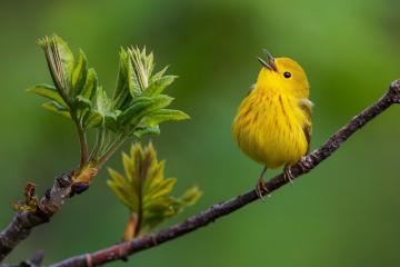开云体育中国-罗德里戈致命一击，阿根廷力克冰岛挺进十六强