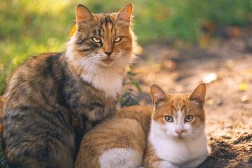 开云体育APP下载-无声处的惊雷，马丁内利在鏖战中完成自我救赎