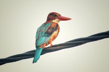 开云体育在线-火箭狂胜爵士，克莱·汤普森—一位异乡人的节拍器，奏响休斯顿新的序曲
