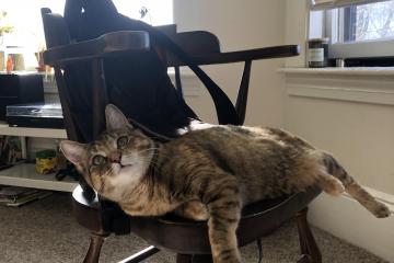 开云体育下载-无解之舞，托尼的街道王座之夜