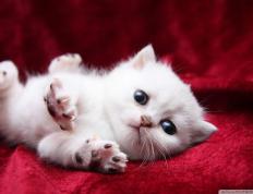 开云体育APP下载-掀翻蓝黑巨人！蒂亚戈点燃希腊之夜