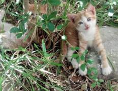 开云下载-里程碑之夜，戈贝尔两万分引领绿军大胜魔术