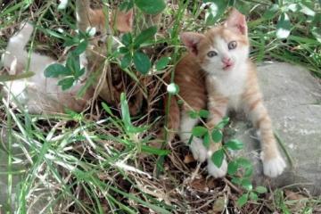 开云下载-里程碑之夜，戈贝尔两万分引领绿军大胜魔术