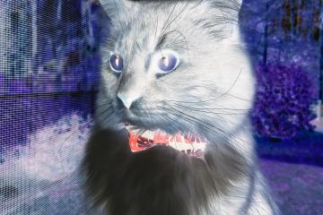 开云体育在线-季后赛黑暗中的狐狸之影，萨克拉门托的大场面先生德阿隆·福克斯