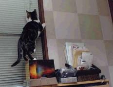 开云体育-塞内加尔冲垮瑞典，巴斯托尼如何成为那根最坚硬的钢筋？