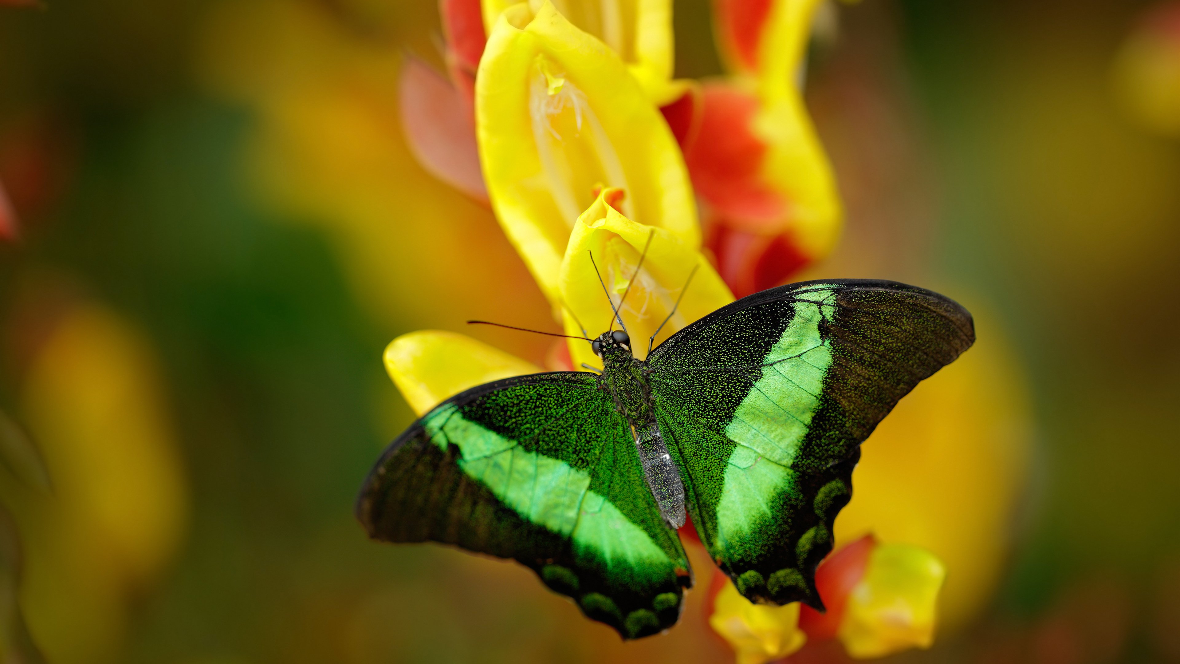 开云官网-跨界制霸，从76人打穿森林狼到莫兰特欧冠决赛的接管密码