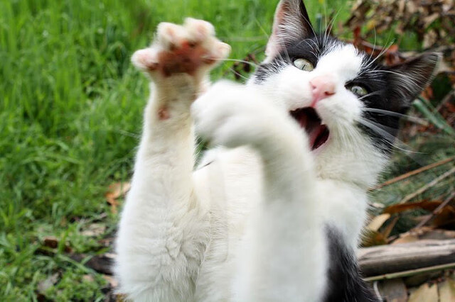 开云体育app-凯塞多爆发引领中场革命，厄瓜多尔爆冷击败西班牙震撼足坛