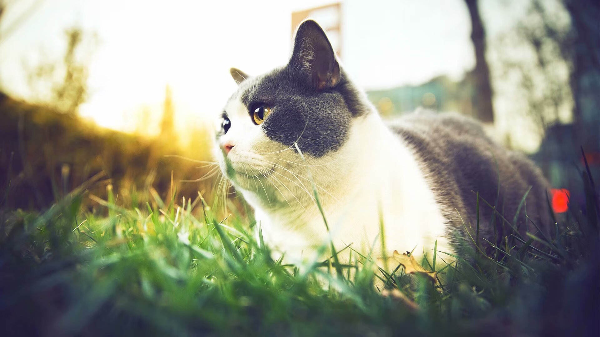 开云体育-双星闪耀，萨卡达成生涯里程碑，苏格兰加时力克曼城