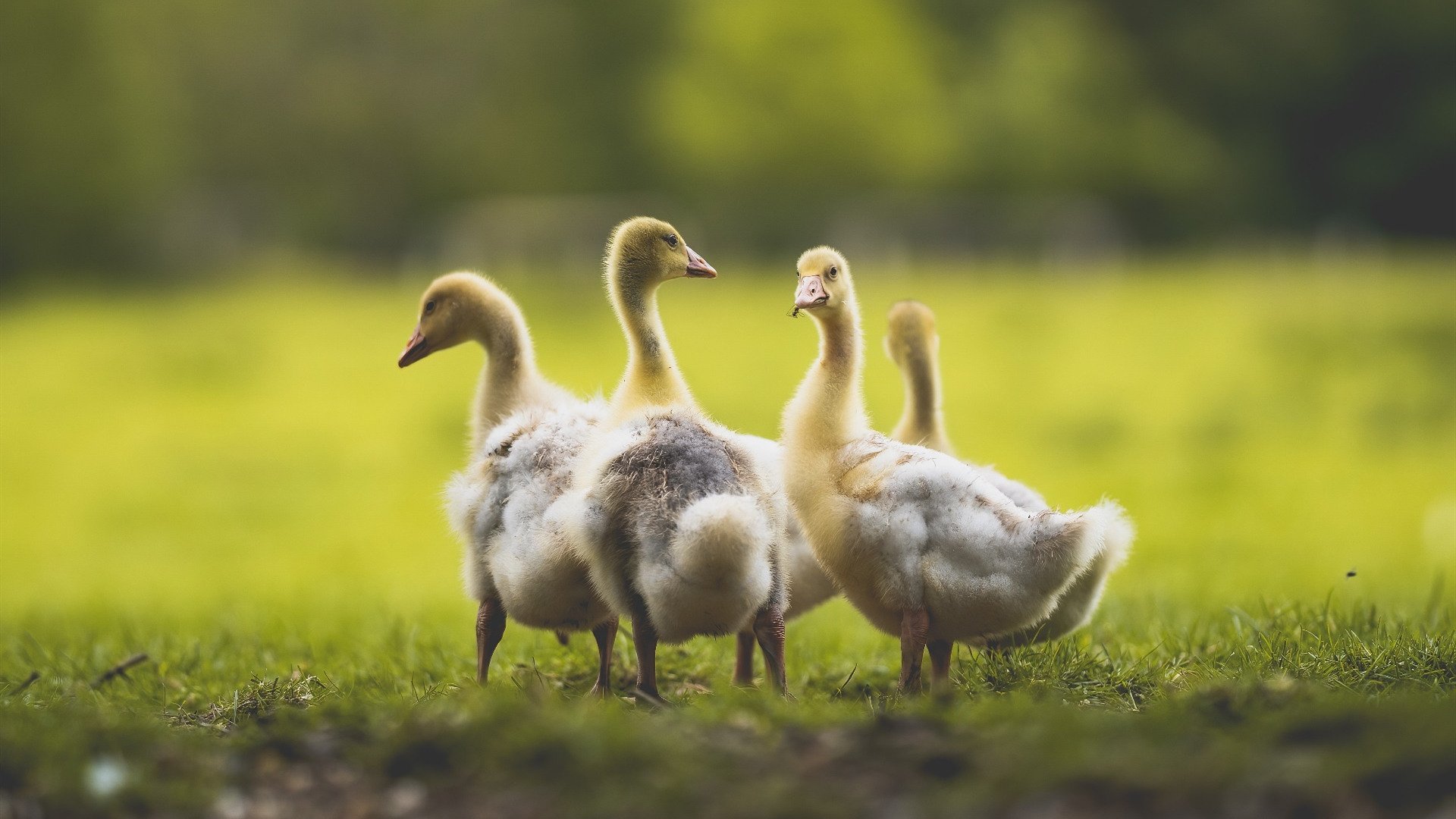 开云体育-恩比德末节定乾坤，火箭多点开花压制奇才