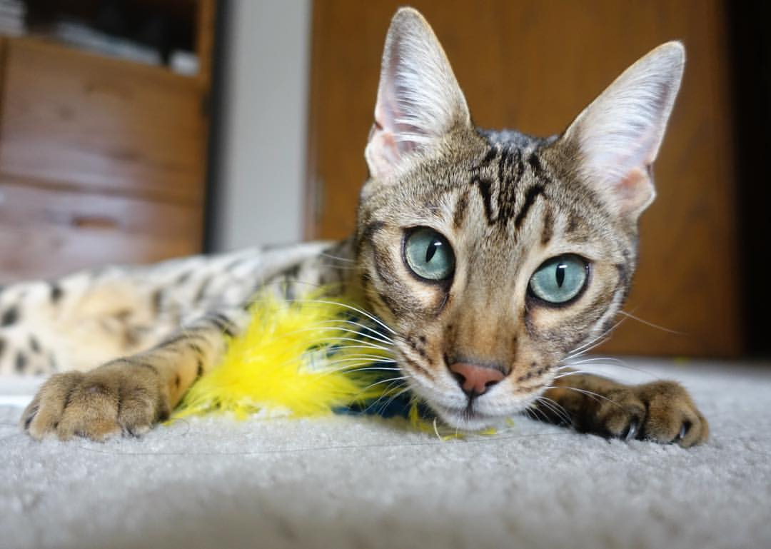 开云体育APP下载-布克关键时刻闪耀，马刺史诗级翻盘凯尔特人