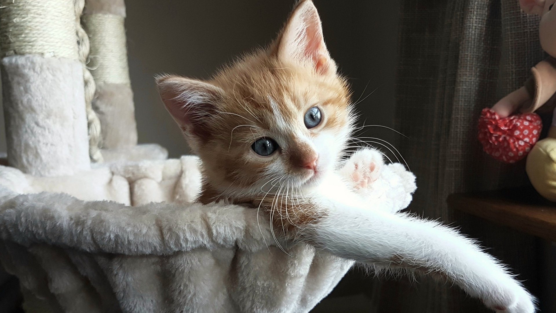 开云APP-铁血浓眉化身硬仗之王，广东队狂胜独行侠展现霸主本色