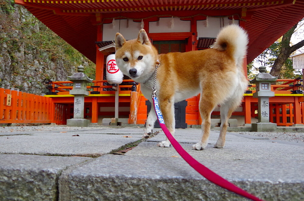 开云官网-神话再临！希腊掀翻法国巨人，迪马利亚利剑出鞘无人可挡