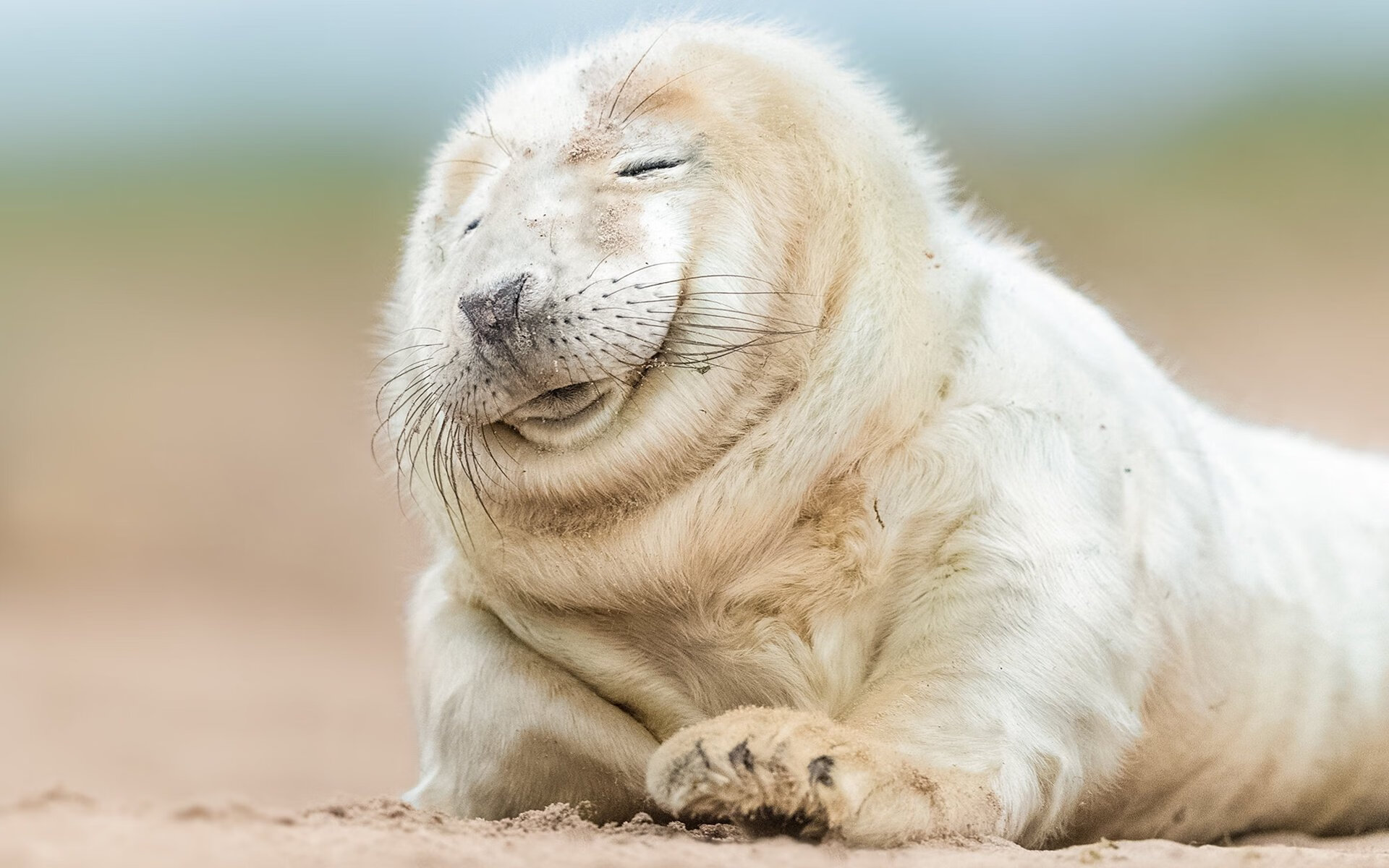 开云体育官方网站-霍勒迪全场高效贡献，鹈鹕力克广厦取关键胜利