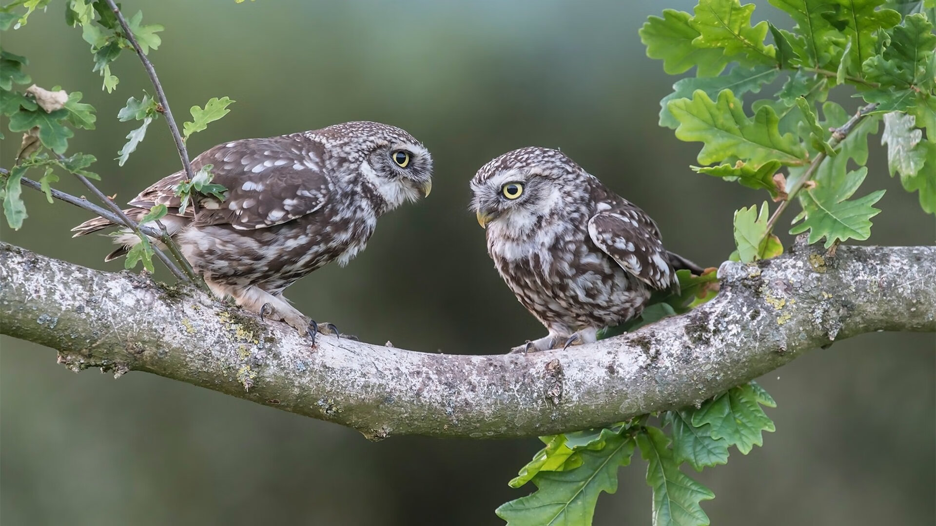 开云体育入口-末节风暴！牙买加闪电击沉银河战舰，凯恩致命一击定江山