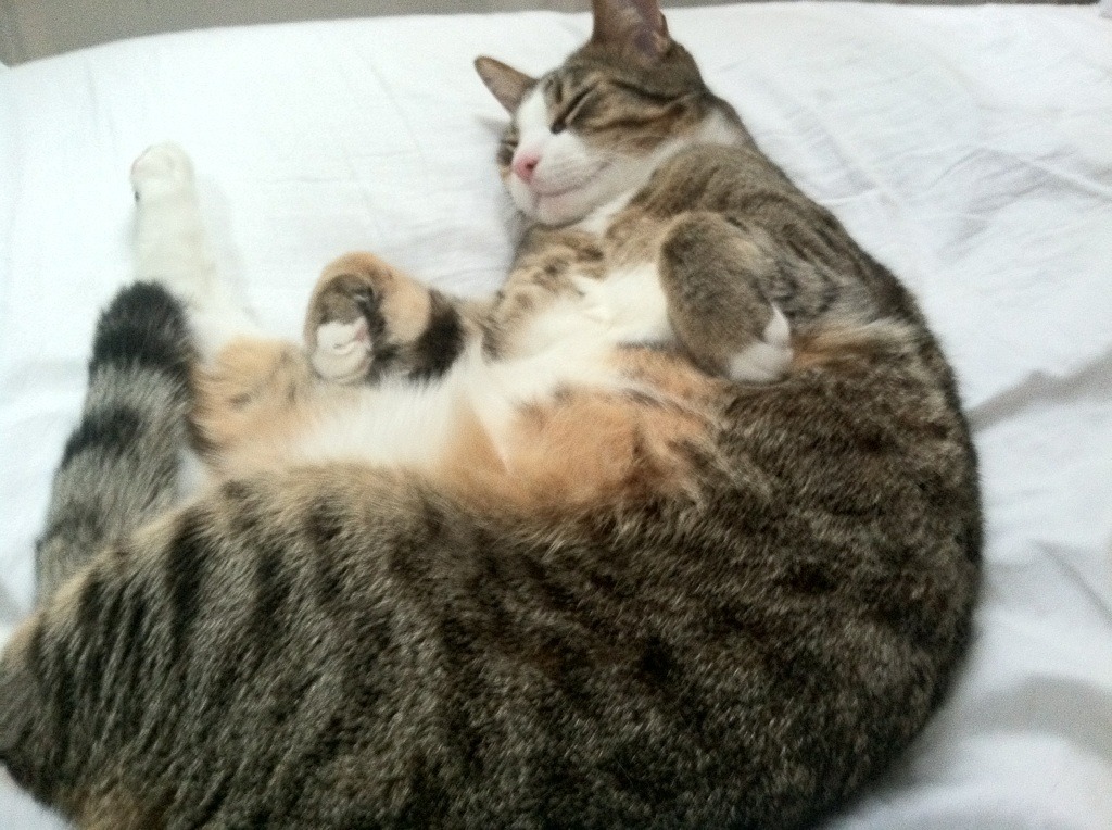 开云体育官网-李刚仁，绿茵棋盘上的绝对执棋者