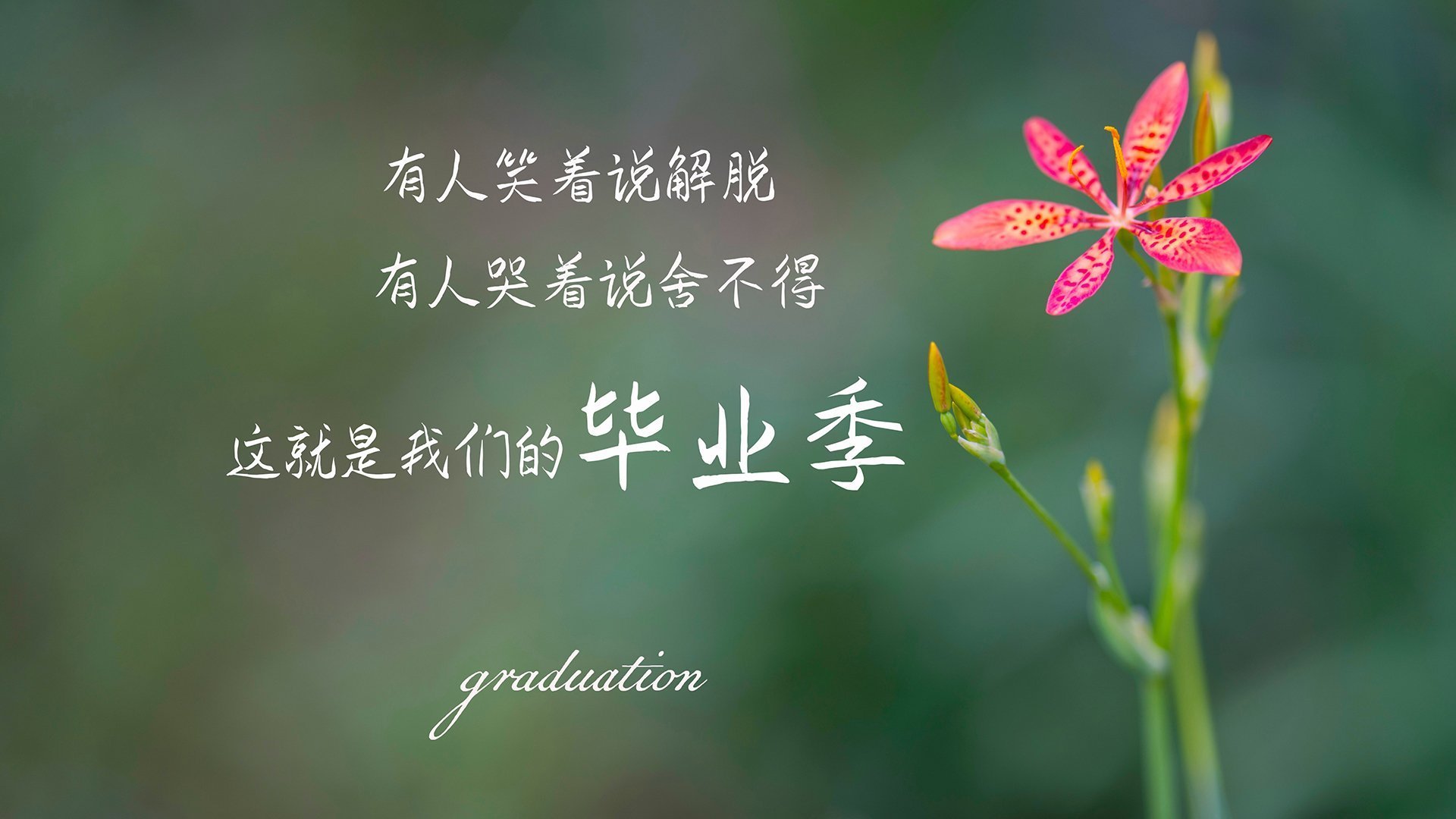 开云下载-福登加冕关键先生，爱尔兰风暴般卷走玻利维亚，艺术足球震撼足坛