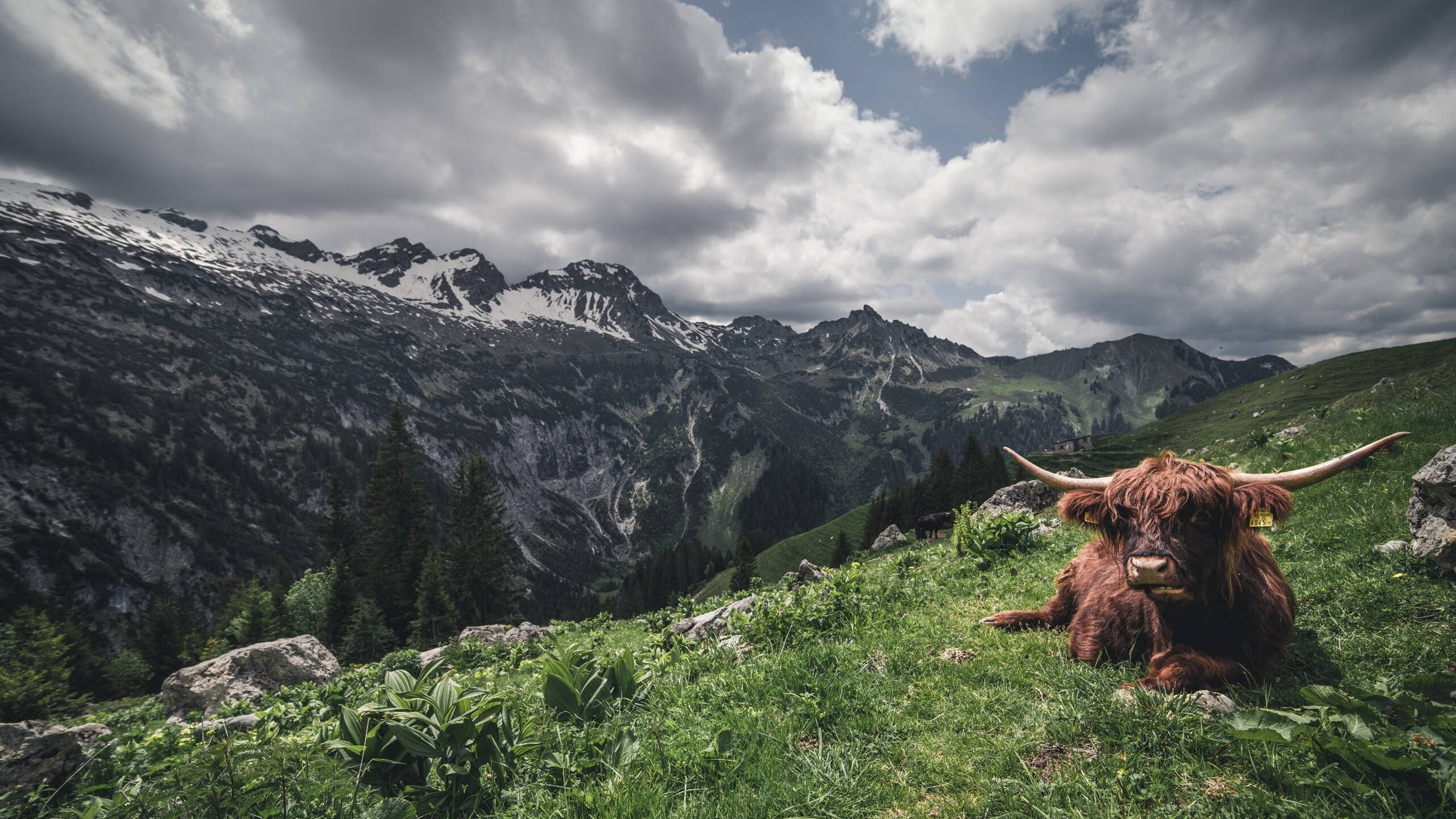 开云体育-跨越太平洋的绝杀，吉林队奇迹夜，切特向世界证明