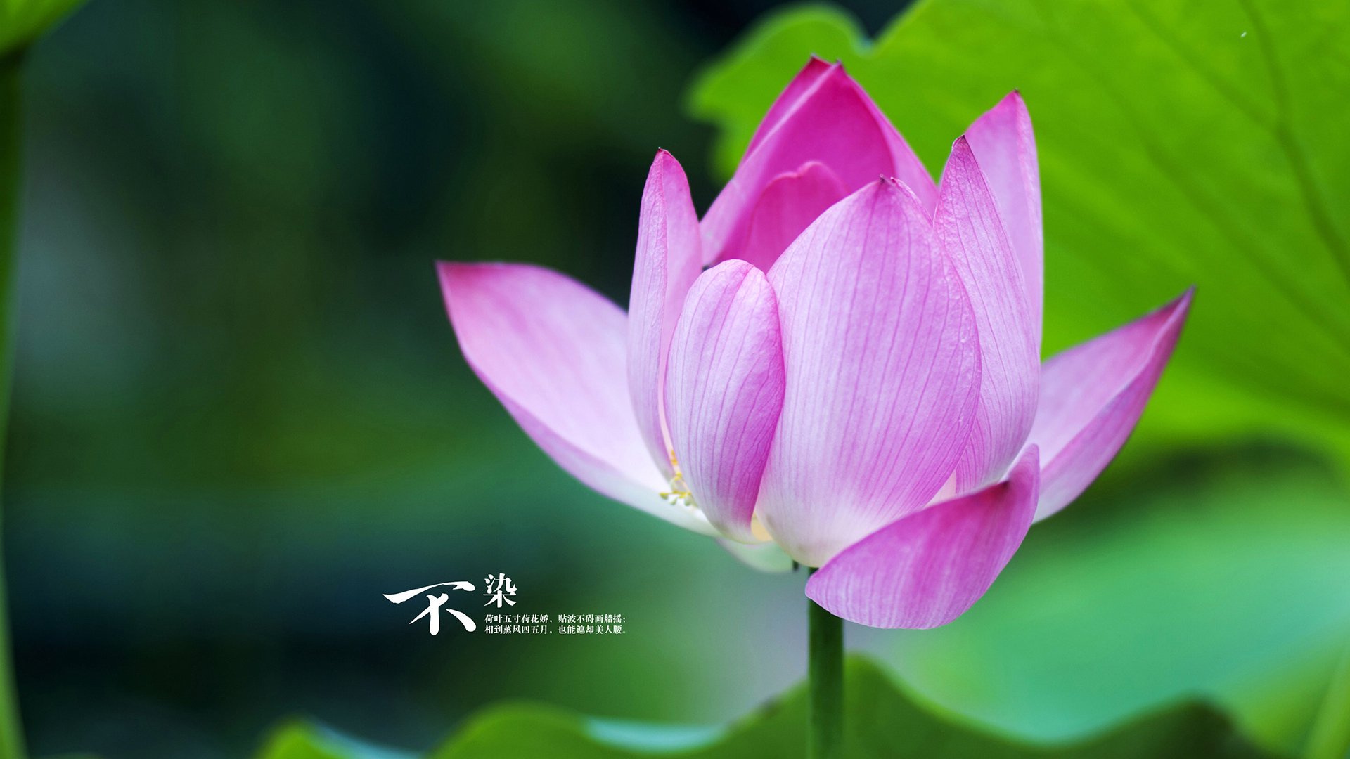 开云体育中国-铁血封锁！76人窒息式防守绞杀火箭，挺进总决赛