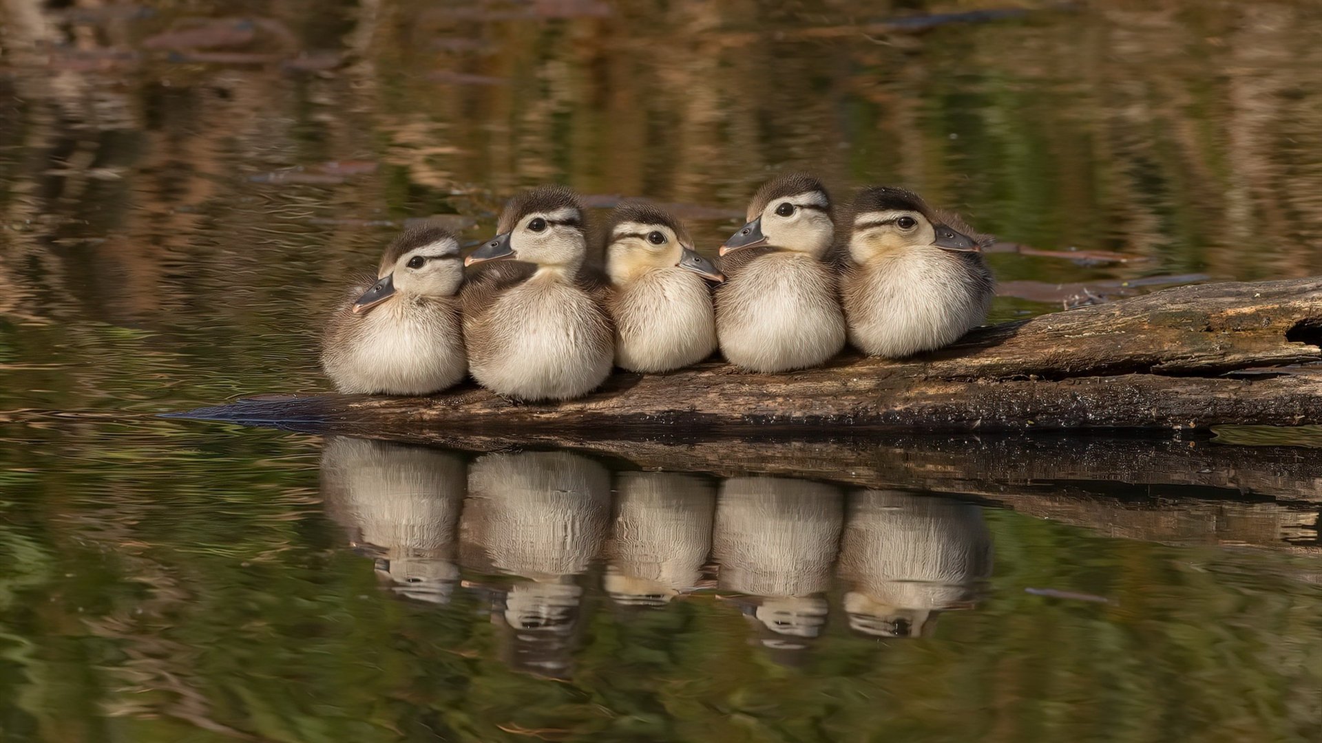 开云体育官方网站-布克化身攻防转换引擎 山西队稳扎稳打力克步行者