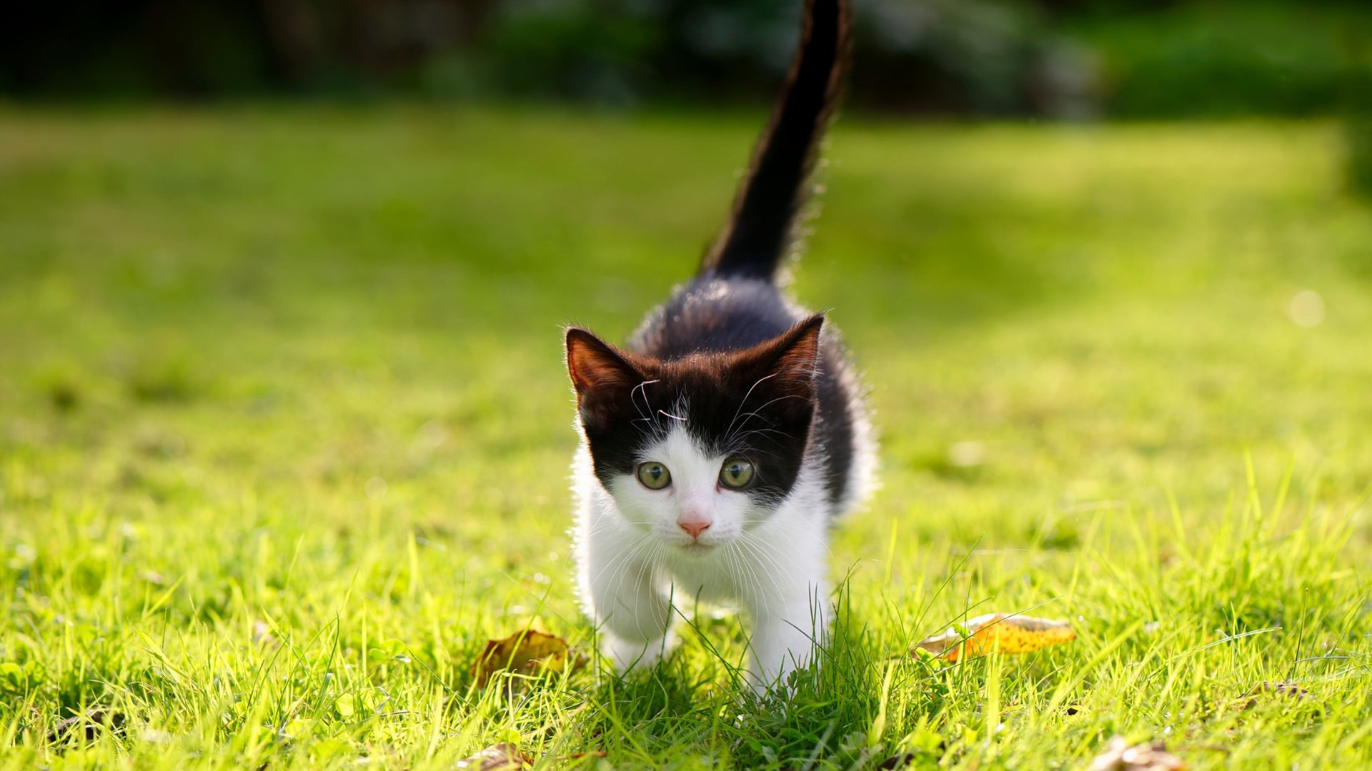 开云体育官网-布克狂砍但难敌雷霆，巨星个人与团队浪潮的终极对决