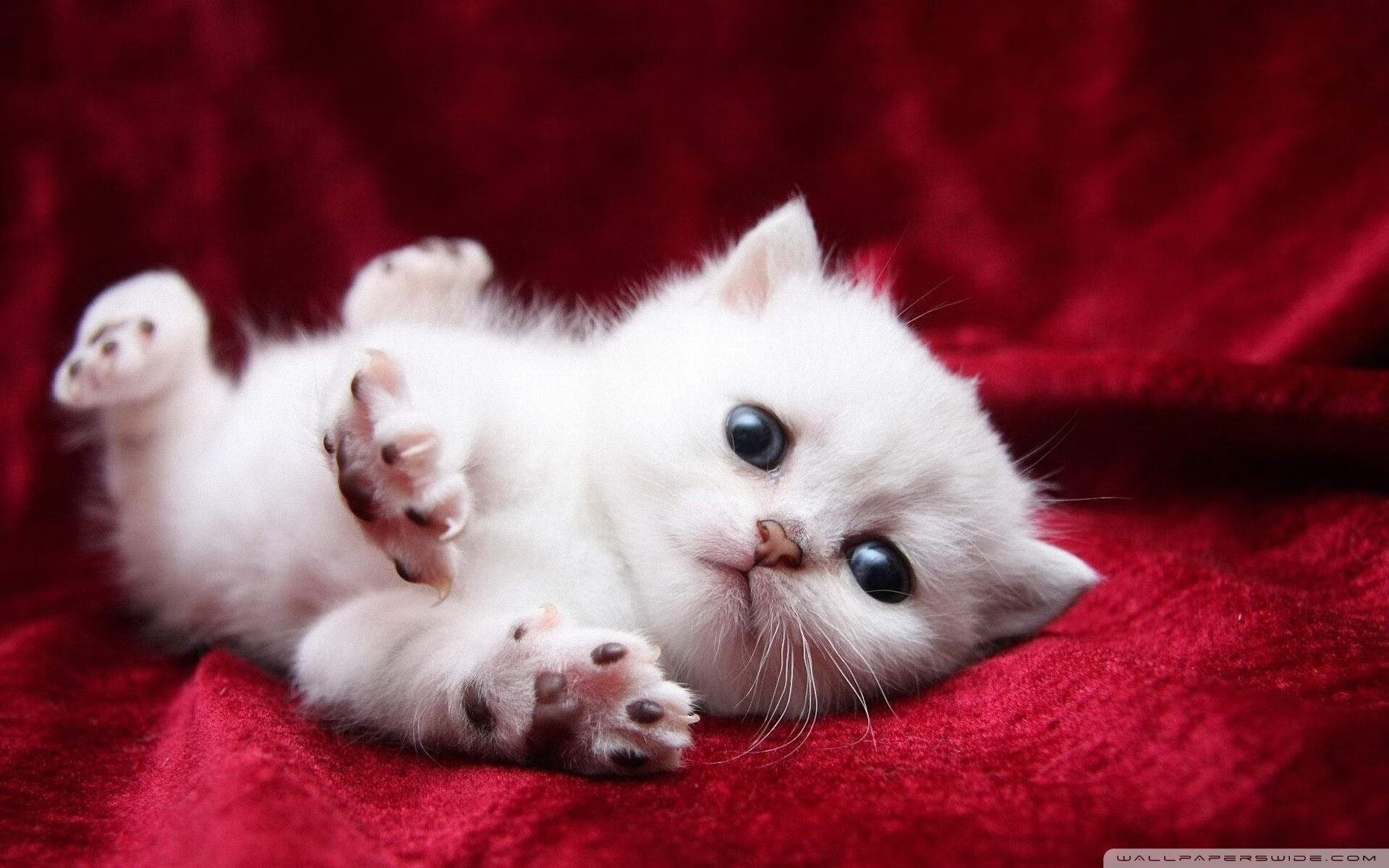 开云体育APP下载-掀翻蓝黑巨人!蒂亚戈点燃希腊之夜