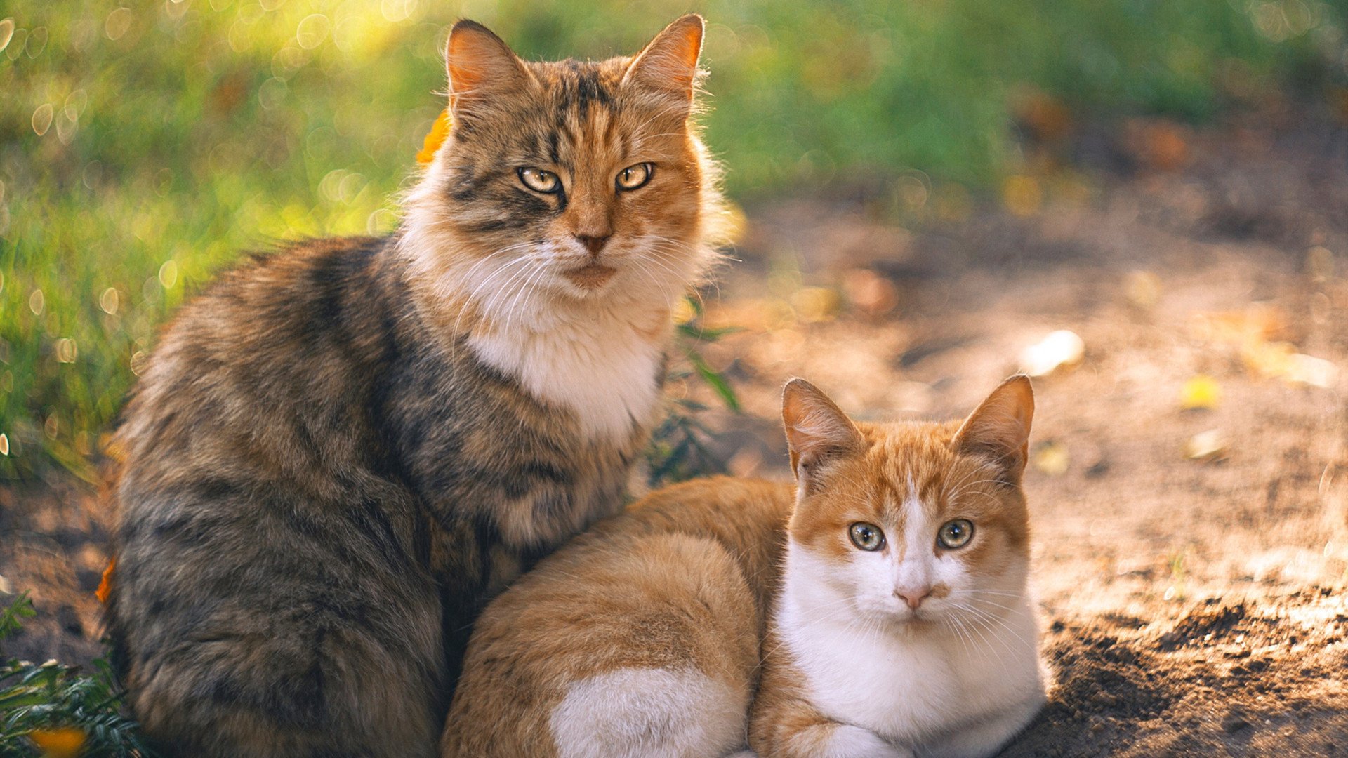 开云体育官网-传奇仍在继续—伊布季后赛抢七之夜用实力书写不朽